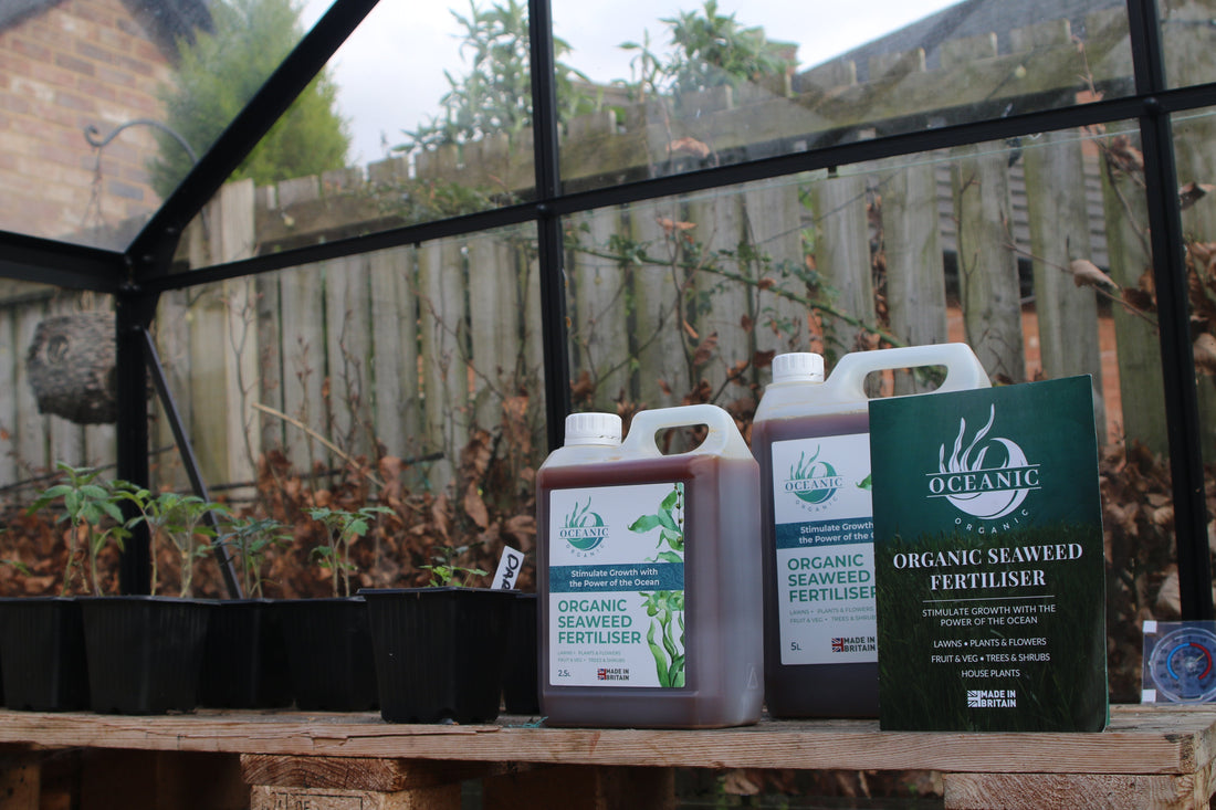 Organic seaweed fertiliser