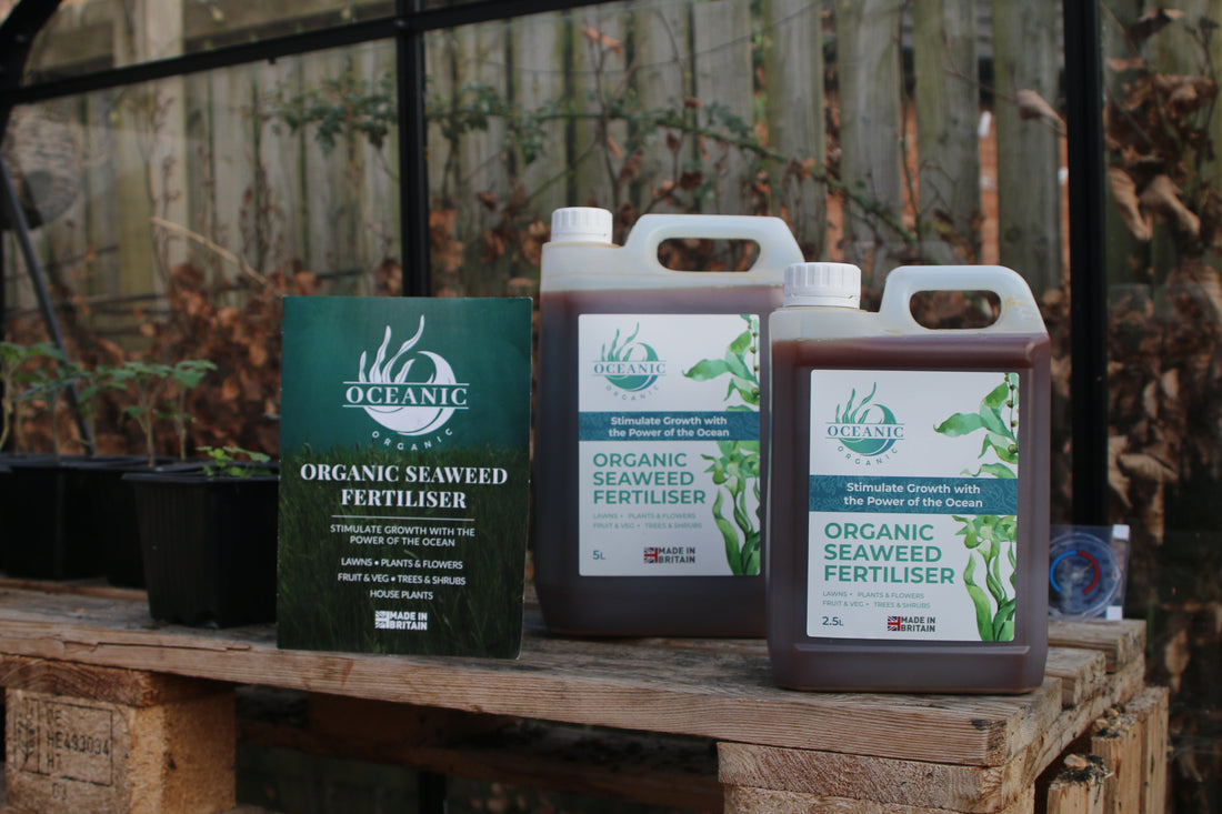 Oceanic organic seaweed fertiliser buckets on bench