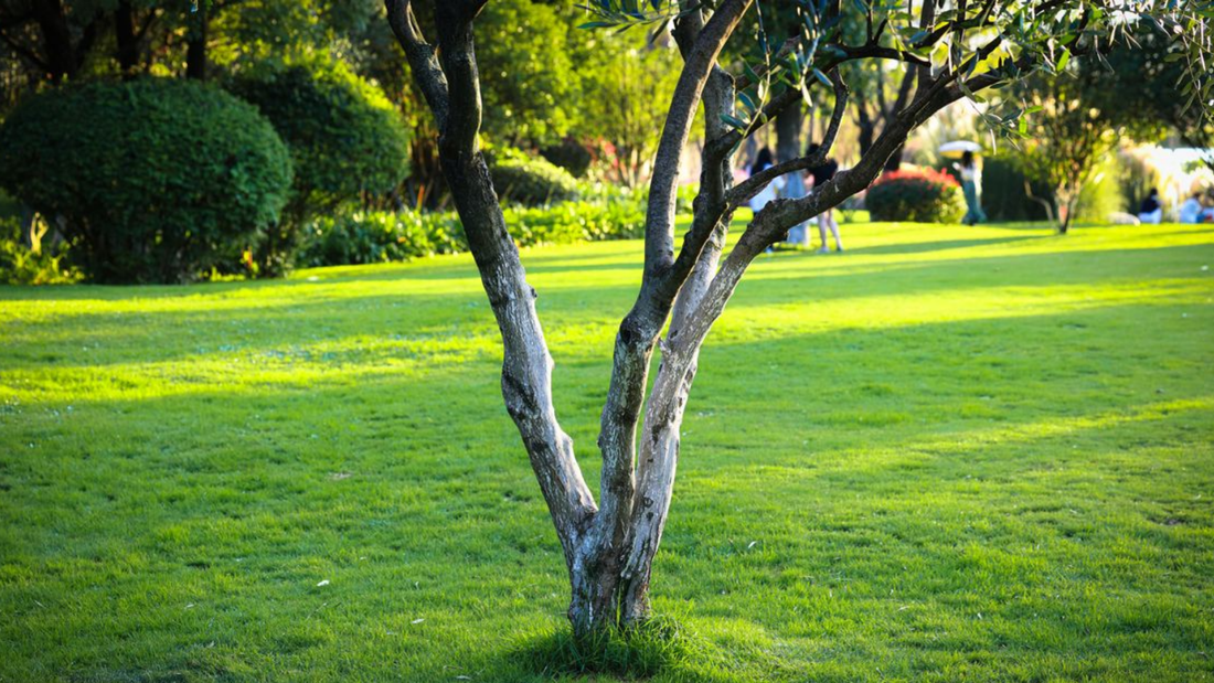Lush green lawn with tree in middle