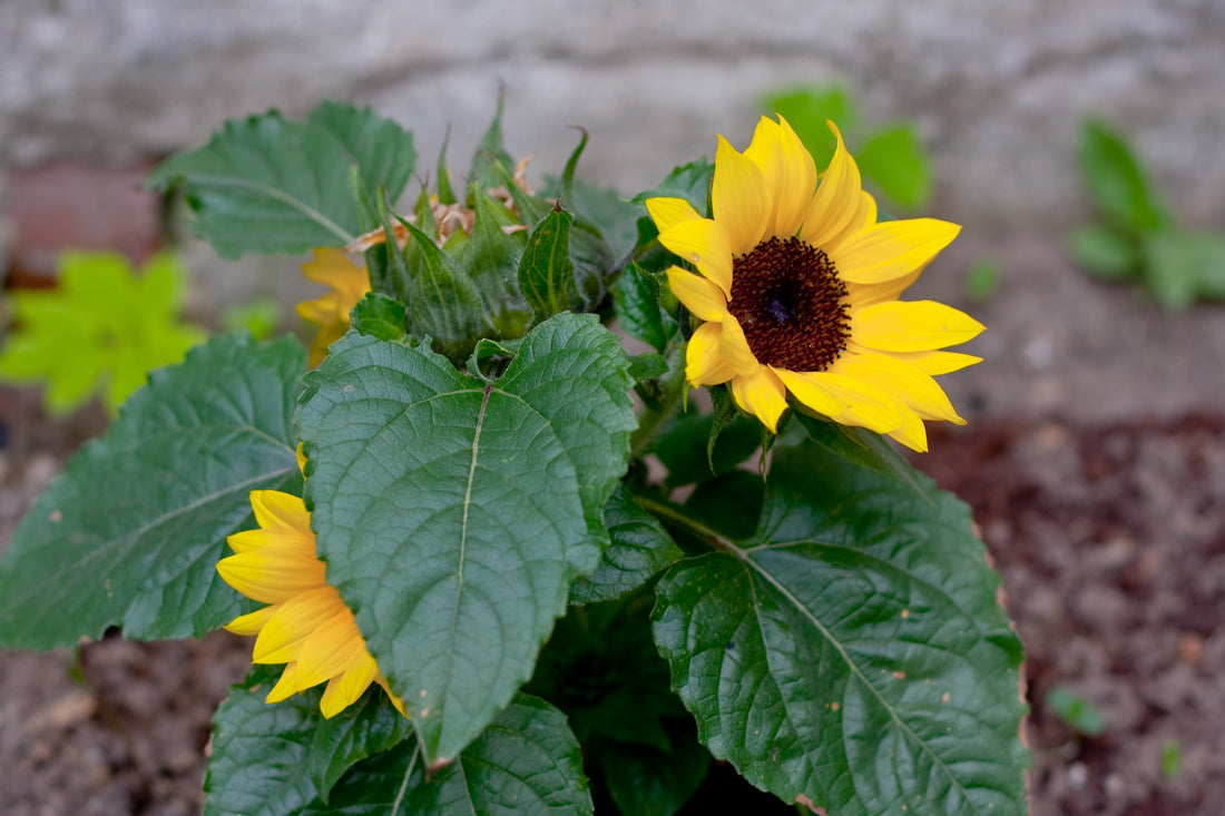 UK sunflower growing guide