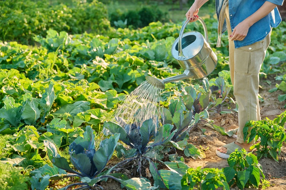 organic_seaweed_fertiliser